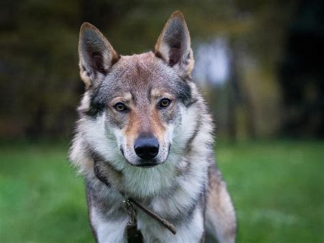 狼犬品種|犬種列表